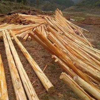 上海削皮杉木樁，浦東去皮杉木支撐，大樹(shù)支撐